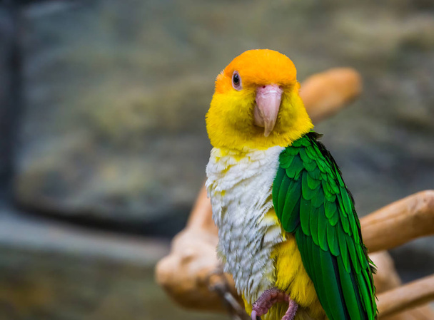 loro muslo verde con su cara en primer plano, especie de ave en peligro de extinción de la amazona de Brasil
 - Foto, imagen