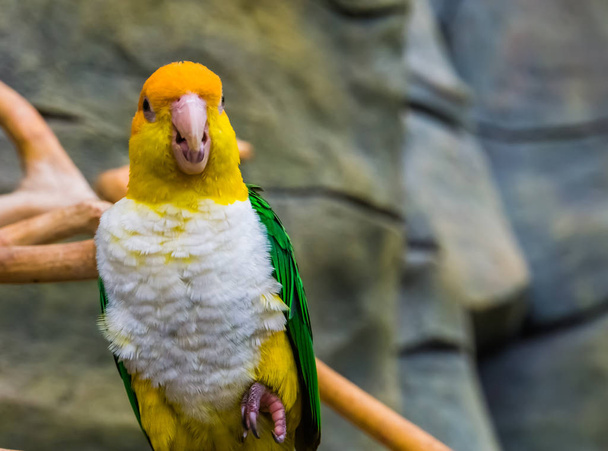 gros plan d'un perroquet vert à cuisses, oiseau drôle et coloré de l'Amazone du Brésil, Espèce d'animal tropical en voie de disparition
 - Photo, image