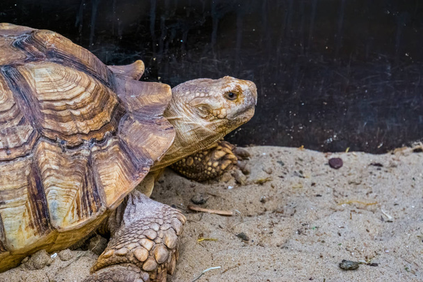 la cara de una tortuga africana espoleada en primer plano, tortuga terrestre tropical del desierto de África, especie de reptil vulnerable
 - Foto, Imagen