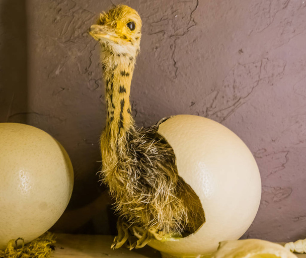 yumurtadan çıkmış yumurtadan çıkan bebek devekuşu, uçamayan bir kuşun doğum süreci, doldurulmuş hayvanlar ve süslemeler - Fotoğraf, Görsel