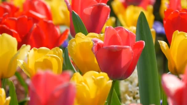 V jarní zahradě kvetou malebné barevné rudé a žluté tulipány květiny. Dekorativní Tulipán kvete ve jarní době v královském parku Keukenhof. Zavřít pohled Nizozemsko, Nizozemsko - Záběry, video