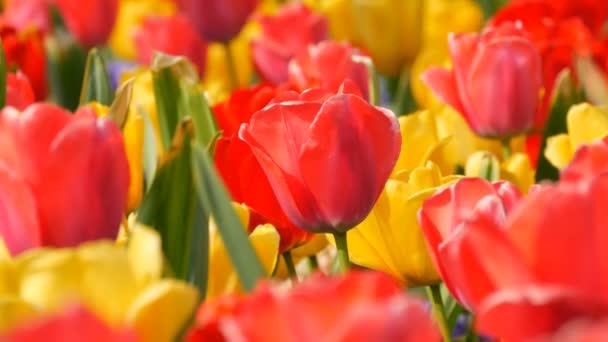 Живописные красные и желтые цветы тюльпанов цветут в весеннем саду. Декоративный цветок тюльпана расцветает весной в королевском парке Кеукенхоф. Нидерланды, Голландия
 - Кадры, видео