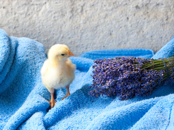 chicken and bunch of lavender - Photo, Image