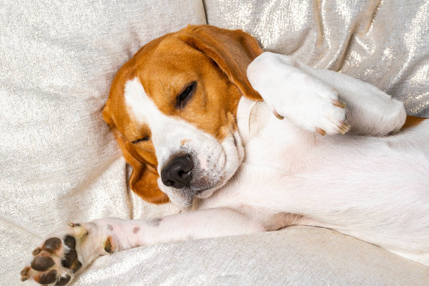 Dog tired sleeps on a couch. Lazy Beagle on sofa. - Photo, Image