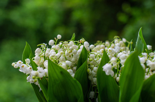 Lily of the valley bunch close up isolated against green backgro - Photo, Image