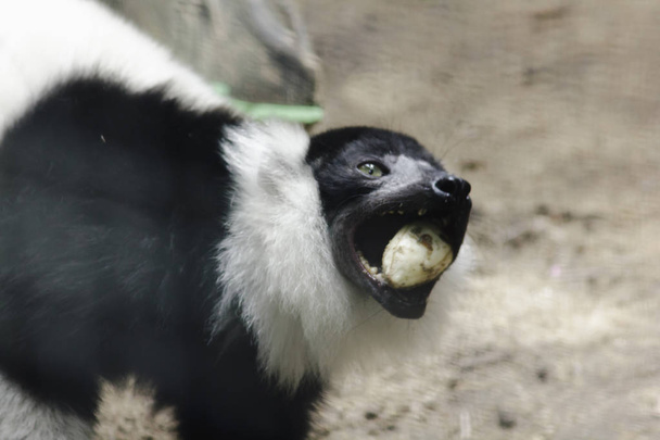 De Lemur van ruffed is een zoogdier. Is een kleurrijk dier dat een zwart lichaam heeft afgewisseld met wit - Foto, afbeelding
