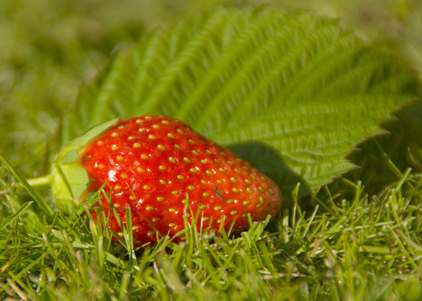Ripe strawberry - Foto, imagen