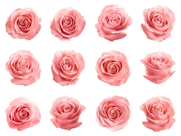 Σετ από όμορφα τρυφερά ροζ τριαντάφυλλα σε λευκό φόντο - Φωτογραφία, εικόνα