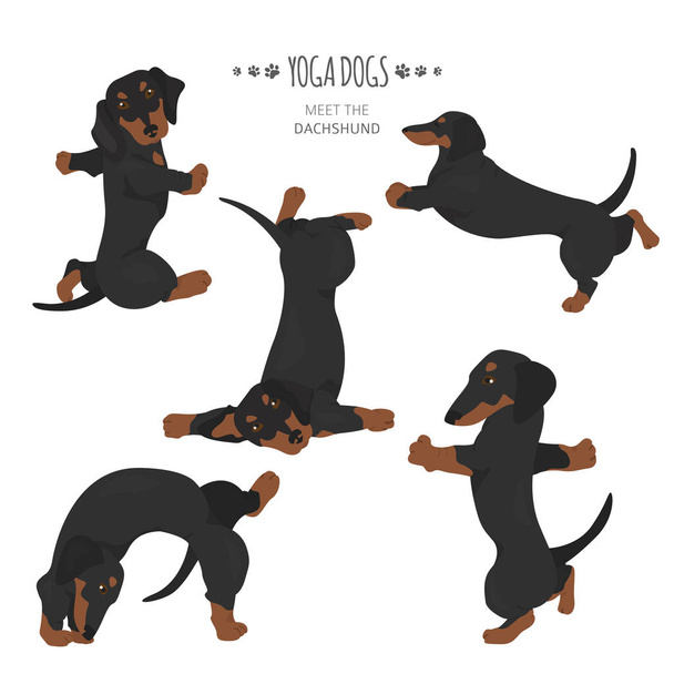 Yoga dogs poses and exercises. Dachshund clipart - Vector, Image