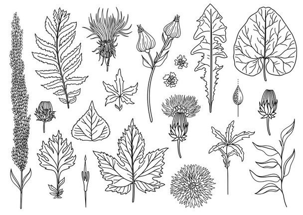 Vector zbiór art liści naturalnych liści zioła. Obiekty Wildlife. Dekoracyjne obiekty izolowane. Ilustracja dla projektu - Wektor, obraz