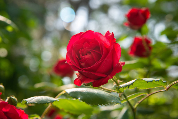 Red rose is in the sunlight in summer morning garden. Background - Fotoğraf, Görsel