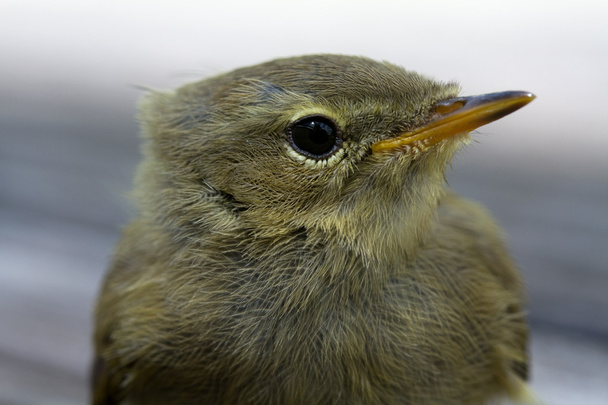 Portrait of a bird - Photo, Image