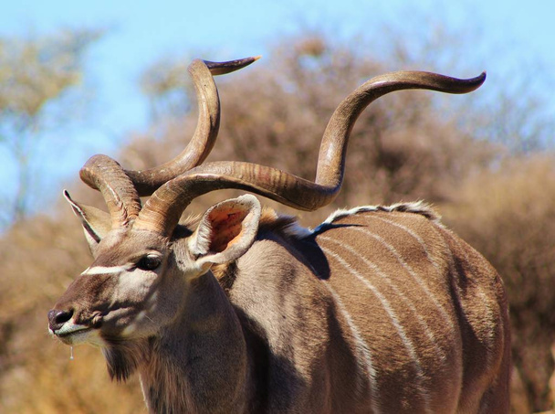Kudu antilopa. Africké pozadí přírody. Šedý duch Bushe-Veld - Fotografie, Obrázek