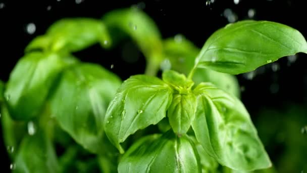 Super slow motion of fresh basil with falling water drops - Záběry, video
