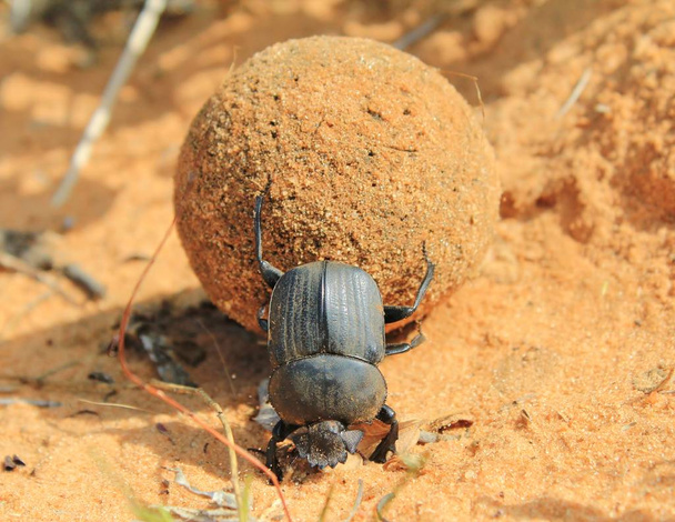 Bicho geotruvado, escarabajos de estiércol que aburren la tierra - Foto, Imagen