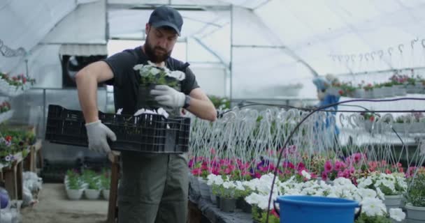 Mann nimmt Blumen in Kiste - Filmmaterial, Video