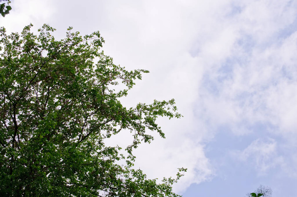 Bäume mit grünen Blättern und blauem Himmel an einem sonnigen Tag - Foto, Bild