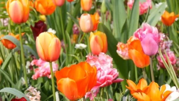 Beautiful mix of multicolored tulips in the world famous royal park Keukenhof. Tulip field close view Netherlands, Holland - Footage, Video