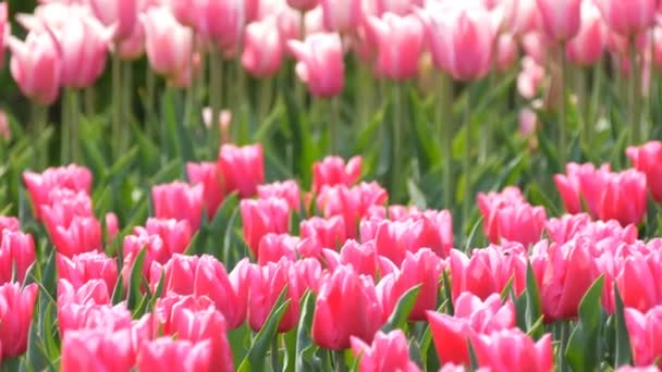 Beautiful mix of bright pink and white tulips in the world famous royal park Keukenhof. Tulip field close view Netherlands, Holland - Footage, Video