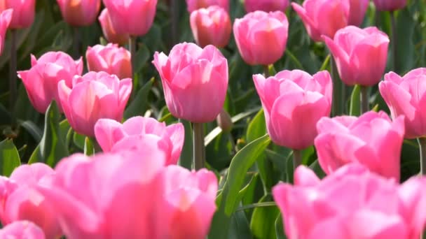 Beautiful mix of bright pink and white tulips in the world famous royal park Keukenhof. Tulip field close view Netherlands, Holland - Footage, Video