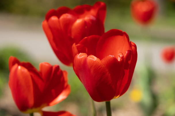 Close-up bright colorful red tulip blooms in spring morning. - Φωτογραφία, εικόνα