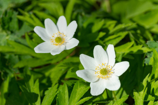 Close-up white wood anemone flowers at spring - Photo, Image