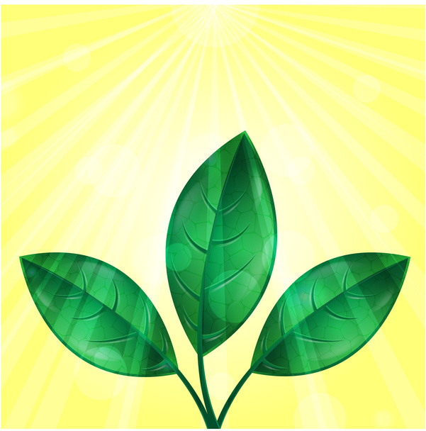 Leaves of green color and sunbeams on a yellow background - Vector, Image