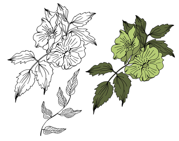 Hand drawn vector floral elements - Vector, Image