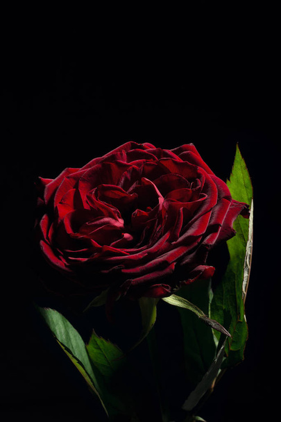 red rose on a black background - 写真・画像