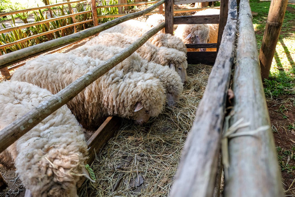 moutons manger de la nourriture
 - Photo, image