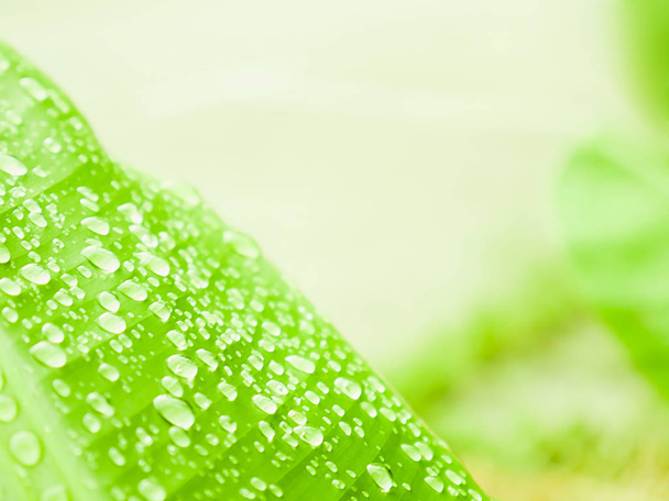 Selective focus water drops on banana green leaf, Background concept. - Photo, Image