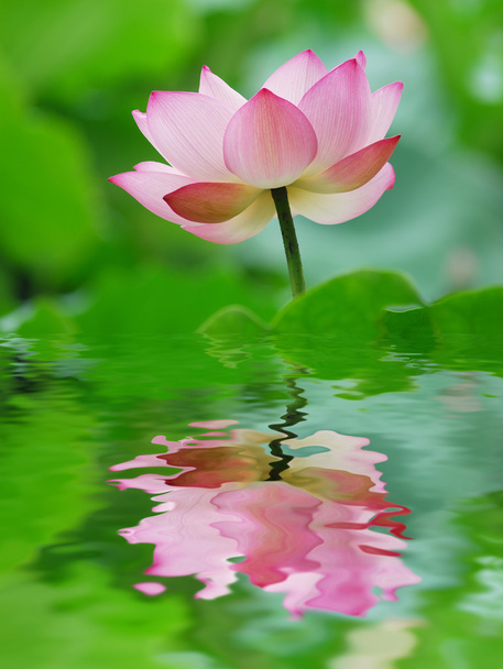 Lotus fleur - Photo, image