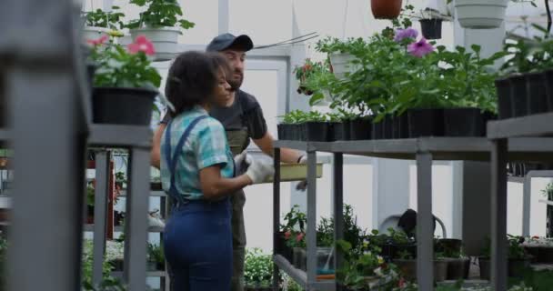 Dos jardineros seleccionando plántulas en invernadero
 - Metraje, vídeo