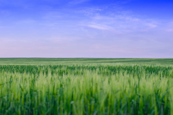 Wheat field, Ukraine - Fotó, kép