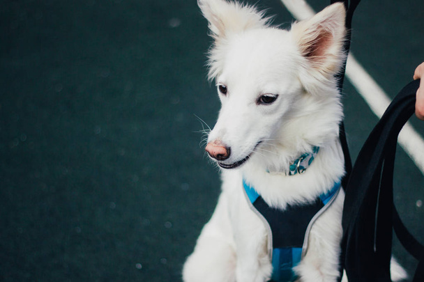 飼い主と一緒に白かわいいふわふわ犬のクローズアップショット - 写真・画像