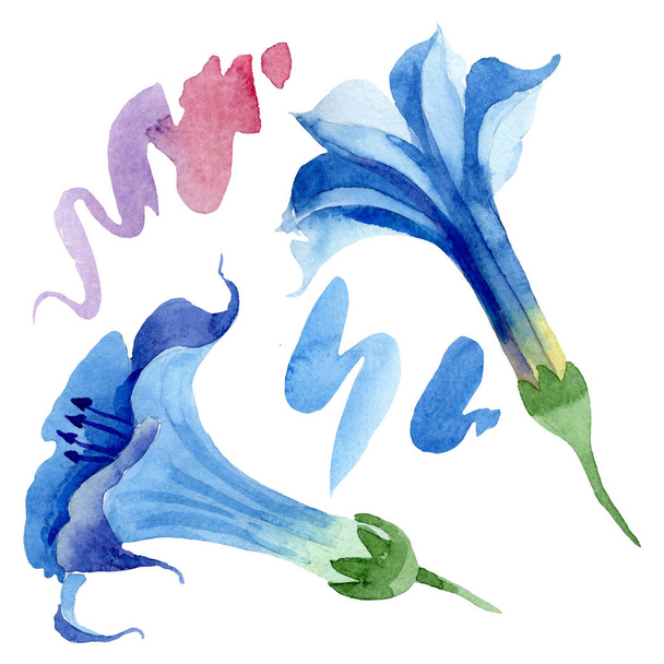 Blauwe Brugmansia bloemen botanische bloemen. Aquarel achtergrond set. Geïsoleerd Brugmansia illustratie element. - Foto, afbeelding