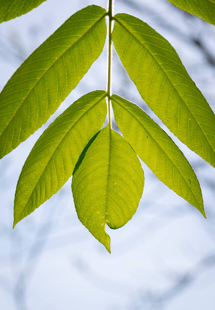 Зеленые листья против неба - Фото, изображение