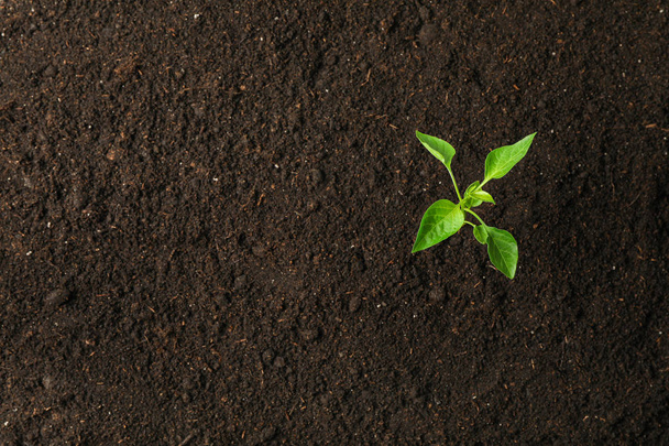 Green sprout in black soil, space for text and top view. Environ - Φωτογραφία, εικόνα