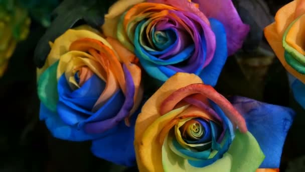 Красивые необычные разноцветные радужные пионы, маргаритки, розы. Выбор цветов, необычный цветочный цвет
 - Кадры, видео