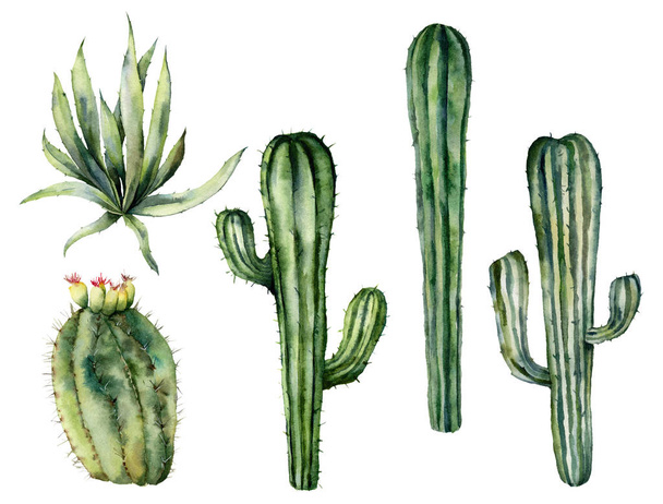 Watercolor mexican cacti set. Hand painted floral collection with desert cacti, agava. Botanical illustration isolated on white background for design, print, fabric or background. - Foto, afbeelding