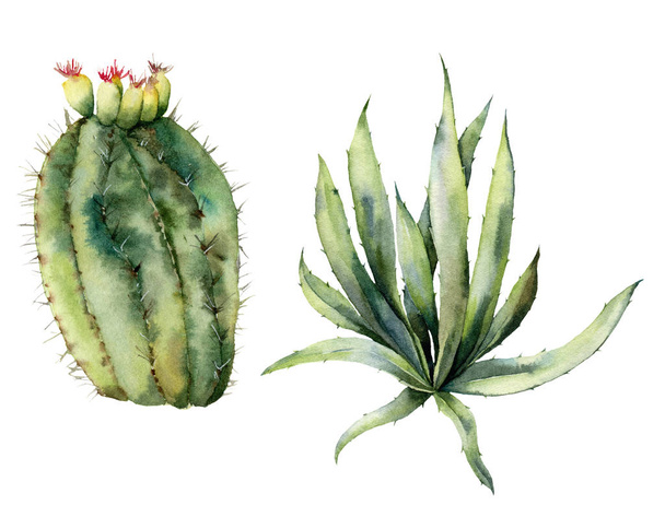 Akvarell szett mexikói kaktuszok. Kézzel festett virág kollekció sivatagi kaktusz, Agava. Botanikai illusztráció elszigetelt fehér háttér tervezés, nyomtatás, szövet vagy a háttér. - Fotó, kép