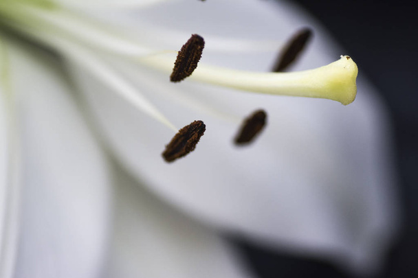 Pistilo y estambre de una flor en macro con un hermoso fondo desenfocado en blanco
. - Foto, imagen