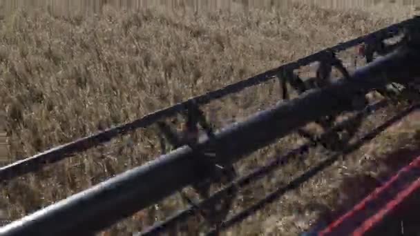 Hojas trituradoras cortando maduros tallos de centeno dorado en el campo de la granja de cerca
 - Imágenes, Vídeo
