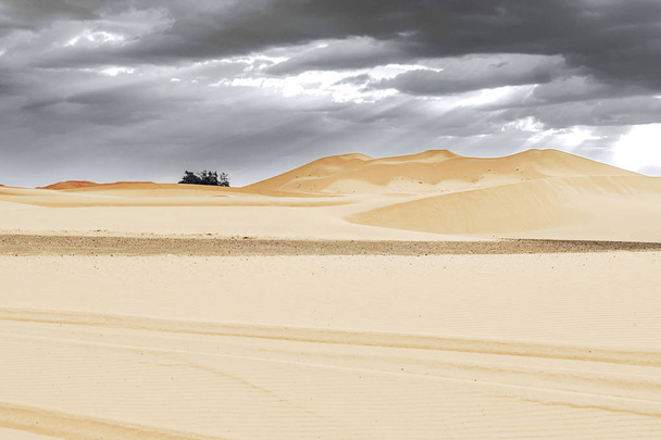 Sand dunes and palm in the Sahara Desert - 写真・画像