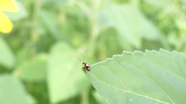 Coccinella septempunctata (mariquita de siete manchas) sobre hoja verde de grosella
 - Metraje, vídeo