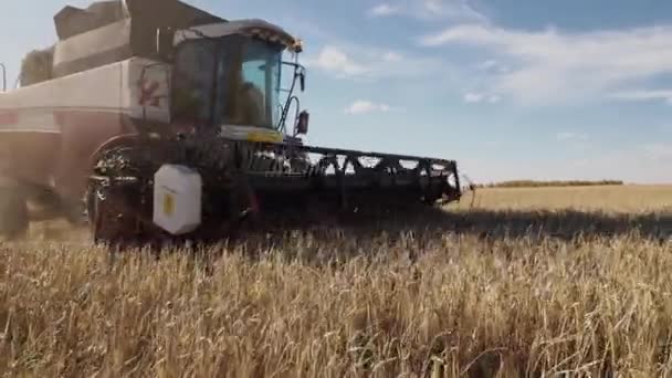 Golden ripe rye field with working farm combine harvester - Footage, Video