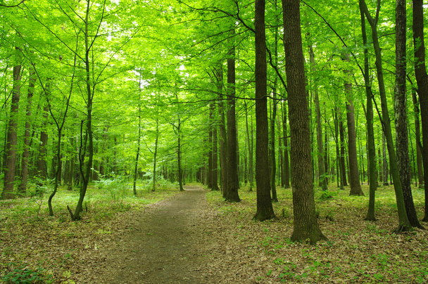 green forest - Foto, Bild