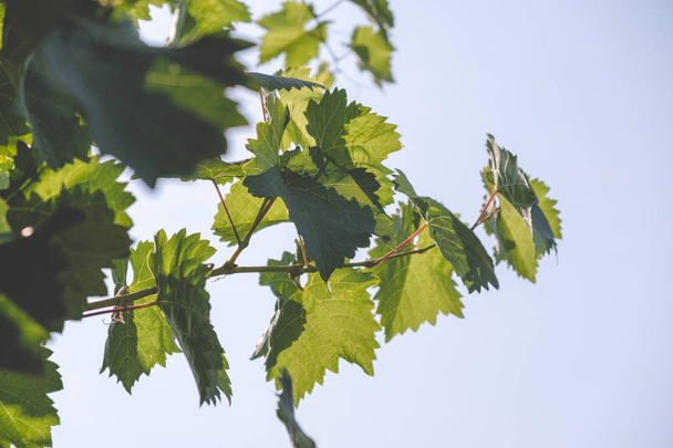 Uma videira fresca verde jovem cresce na primavera em uma vinha
. - Foto, Imagem