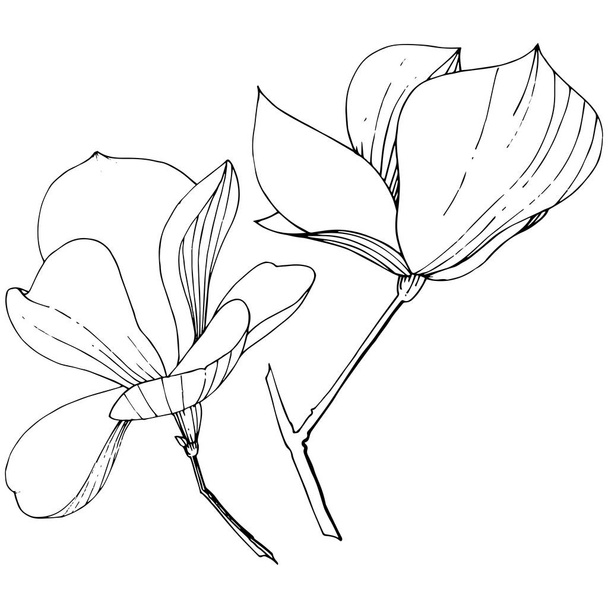 Vektör Magnolia foral botanik çiçekler. Siyah ve beyaz oyulmuş mürekkep sanatı. İzole manolya illüstrasyon elemanı. - Vektör, Görsel