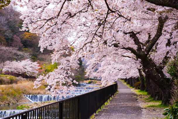 Fiori di ciliegio in piena fioritura al parco Hakone, Giappone
. - Foto, immagini